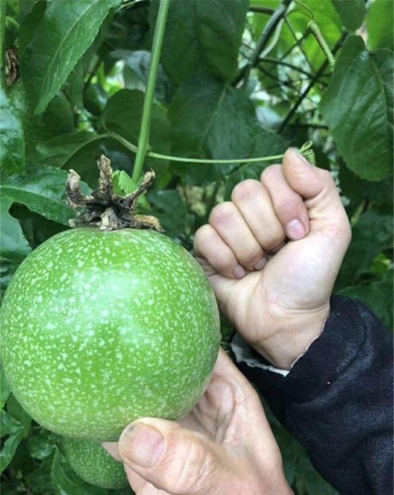 百香果苗巨霸百香果苗