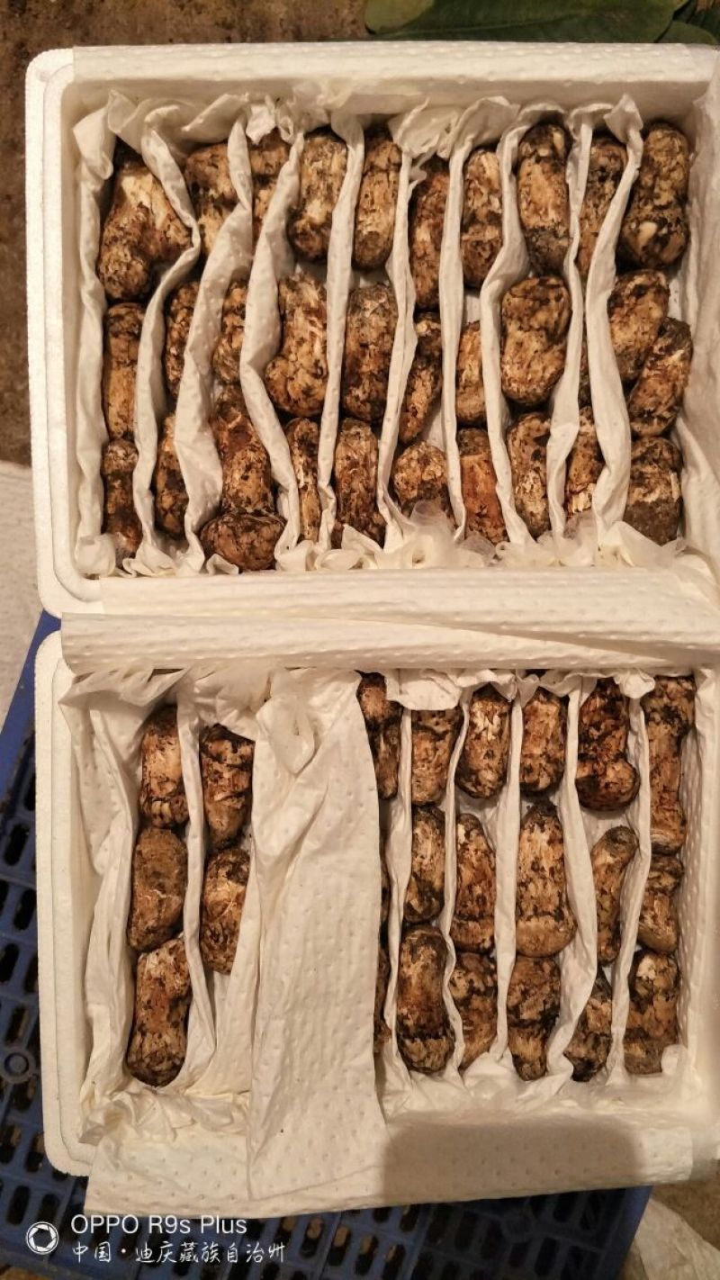 香格里拉松茸5-7公分不包邮