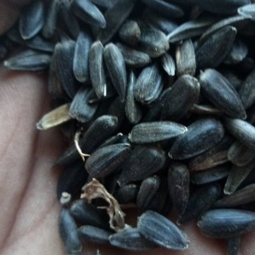 油葵籽菜籽，油料，谷子等。