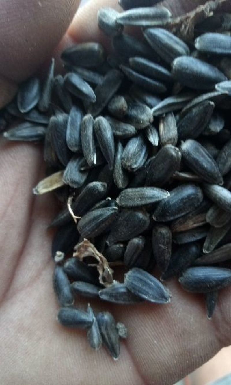 油葵籽菜籽，油料，谷子等。