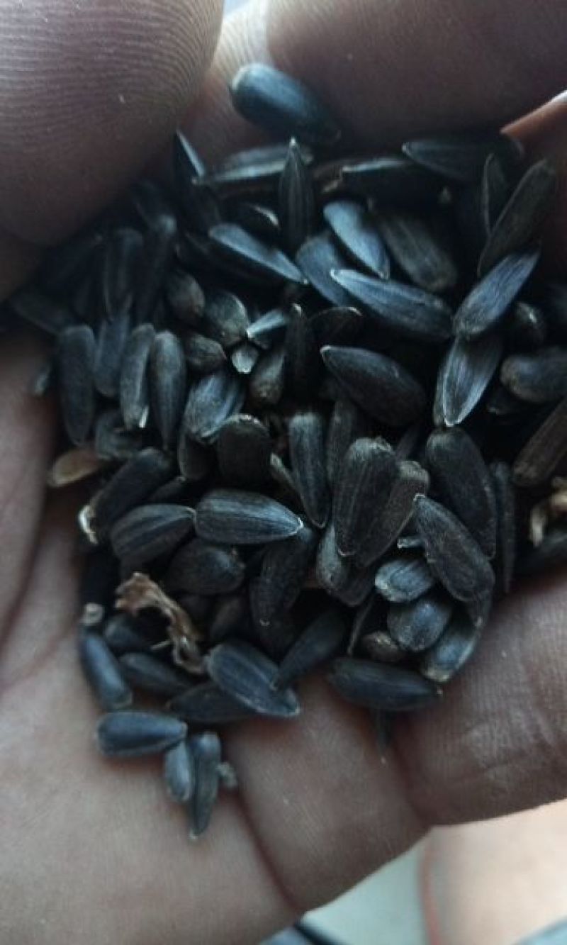 油葵籽菜籽，油料，谷子等。