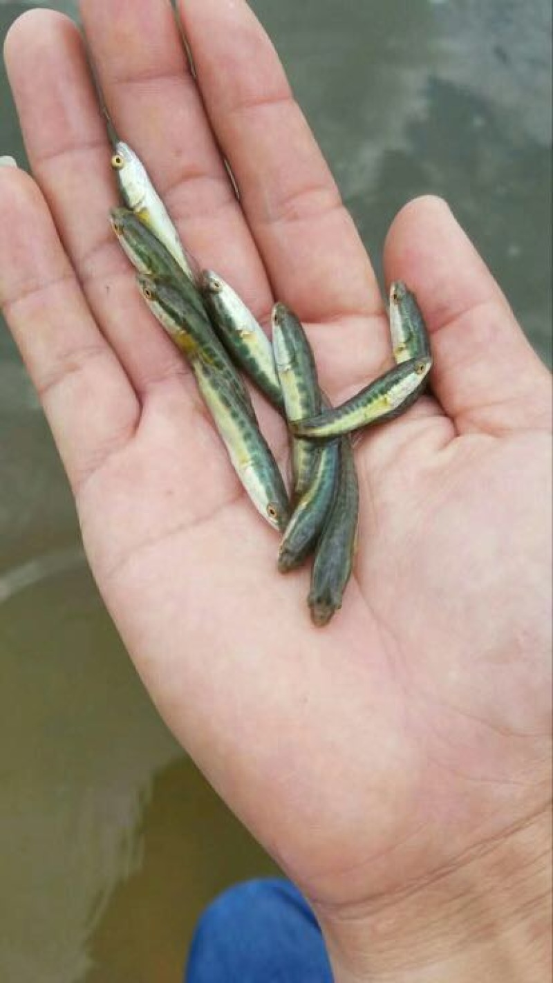 黑鱼苗人工养殖