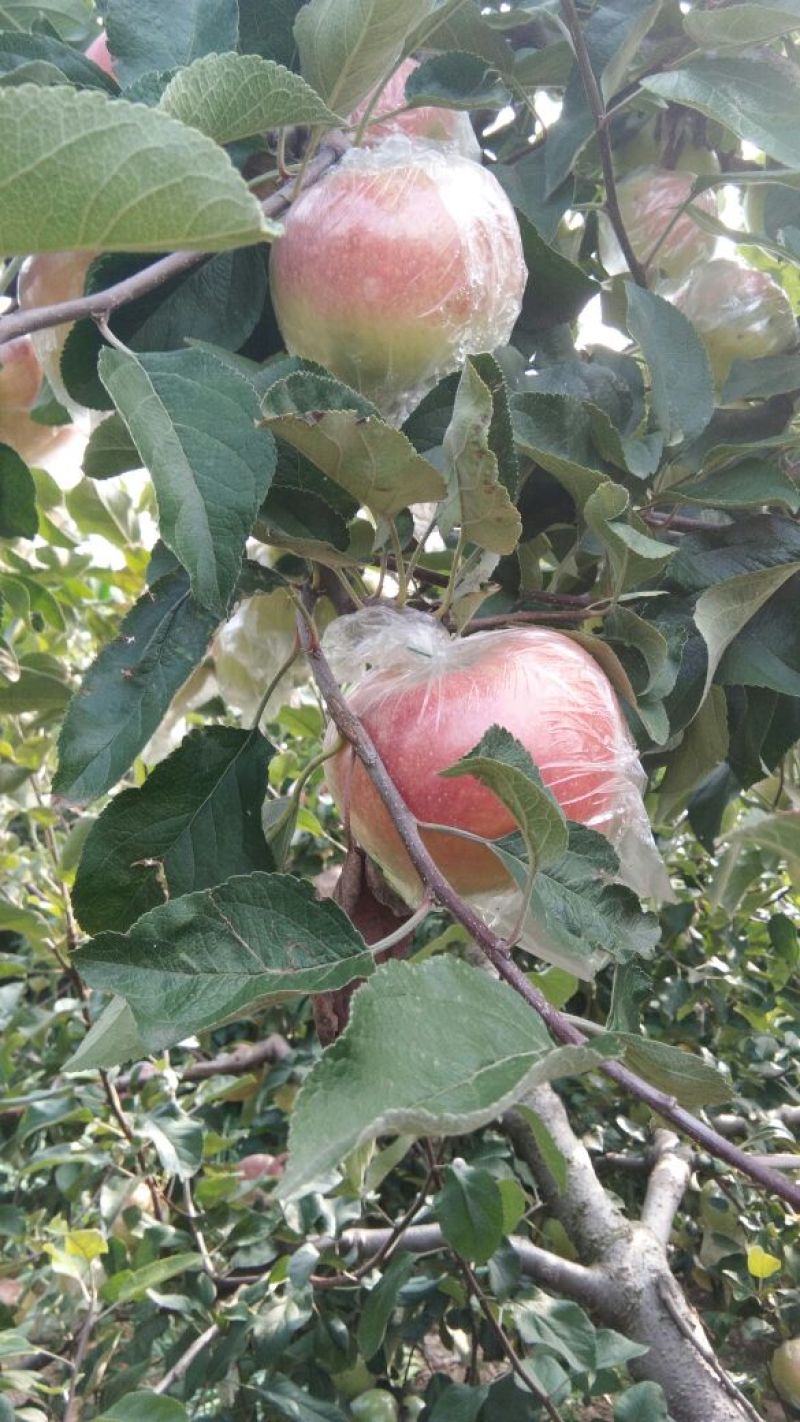 大量优质红路冰糖心苹果热卖中价格优惠品质保证！
