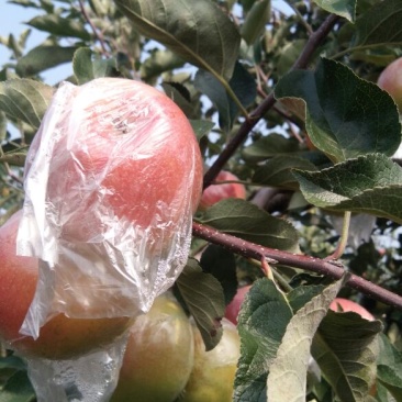 大量优质红路冰糖心苹果热卖中价格优惠品质保证！