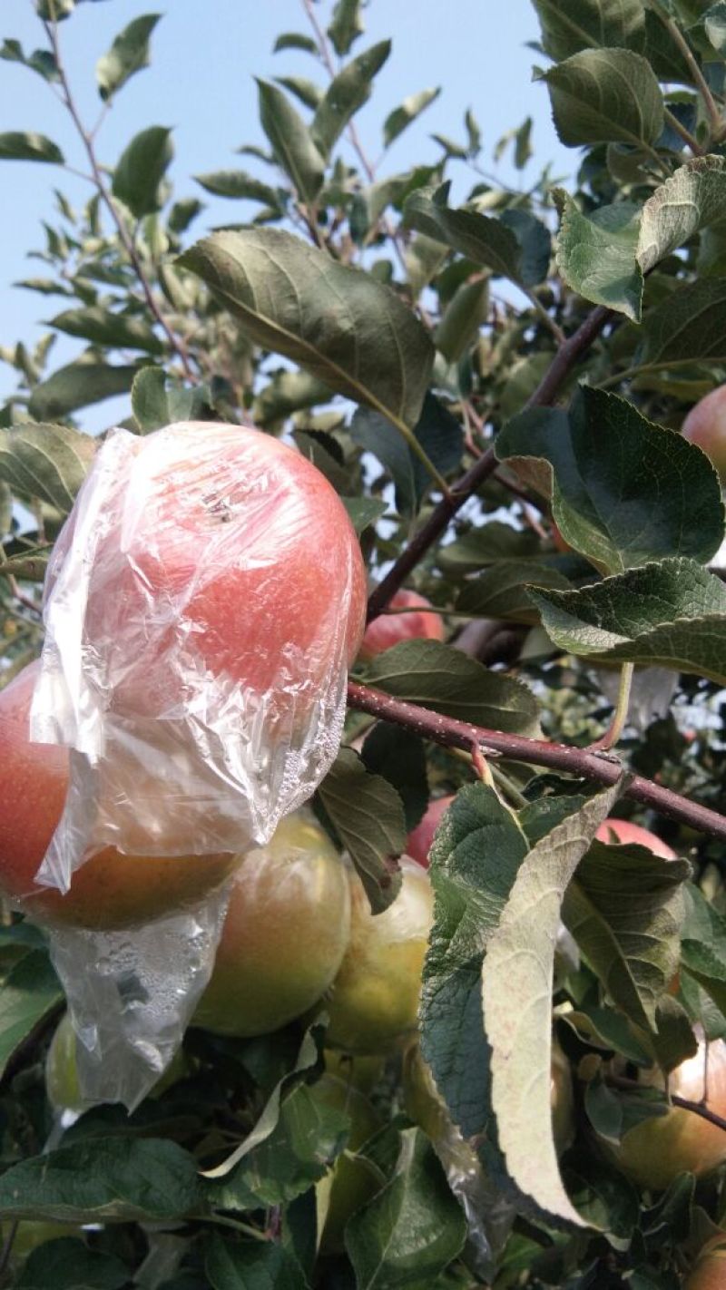 大量优质红路冰糖心苹果热卖中价格优惠品质保证！