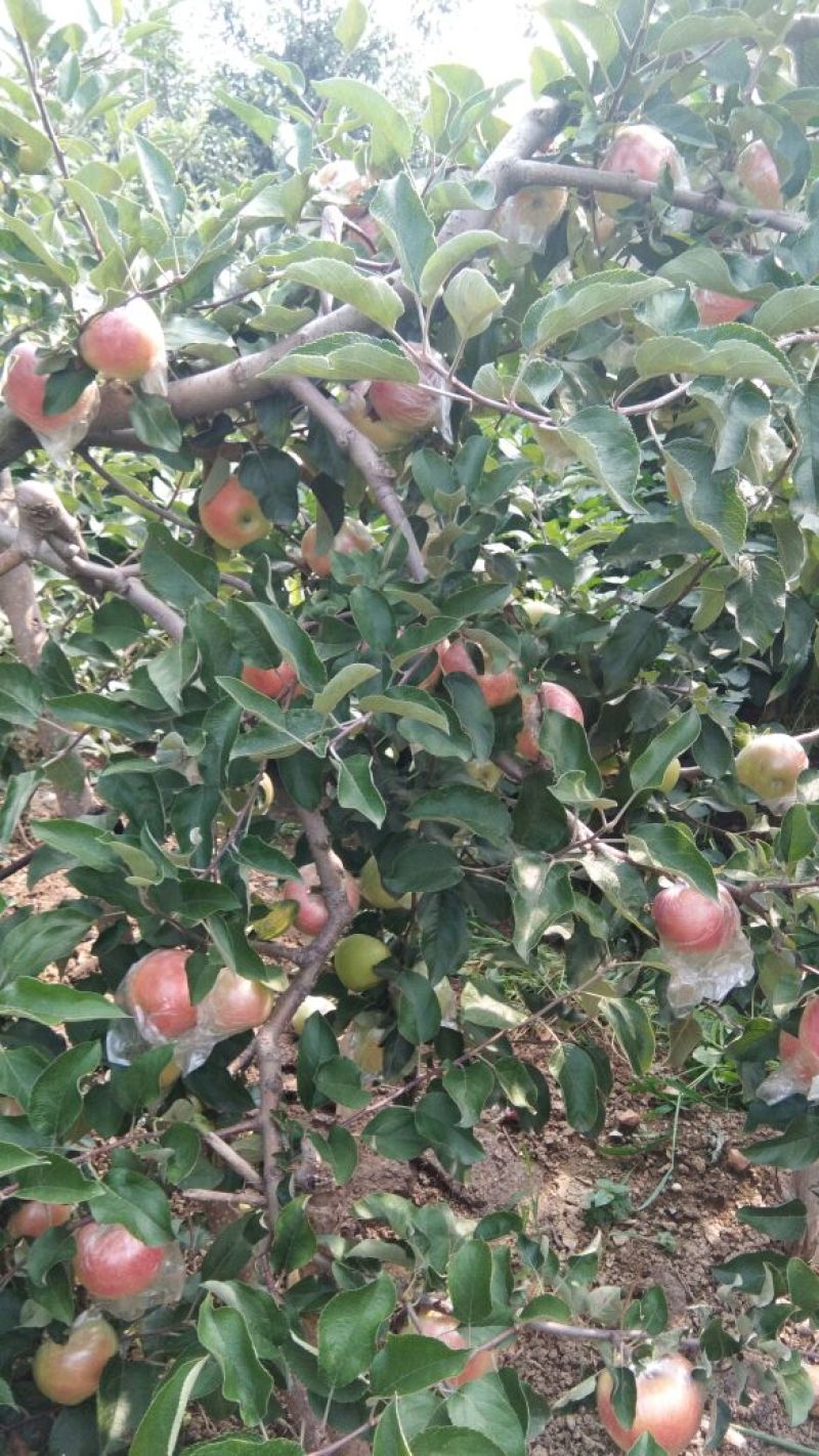 大量优质红路冰糖心苹果热卖中价格优惠品质保证！