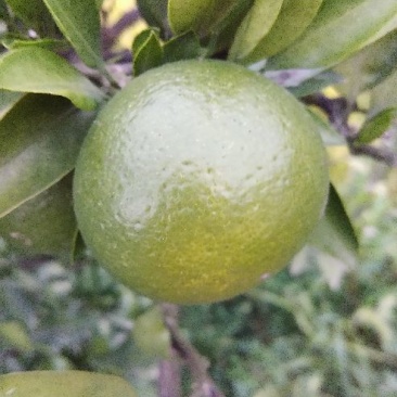 特早蜜桔