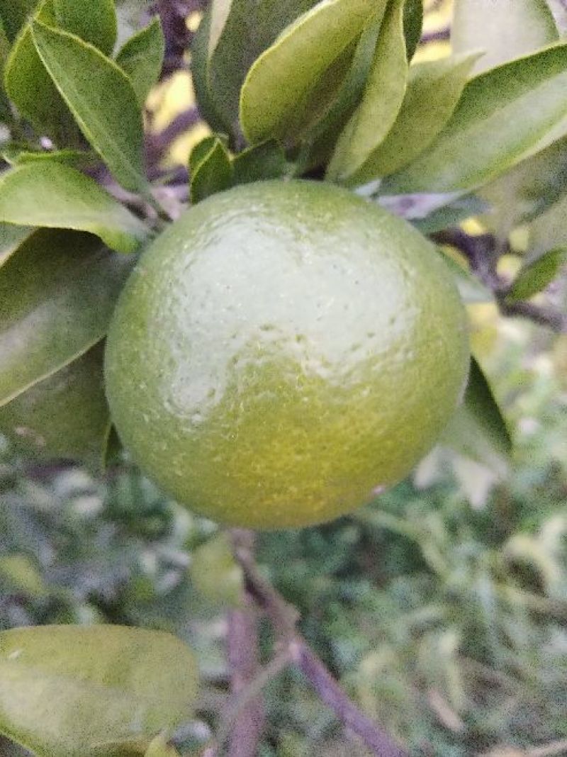 特早蜜桔