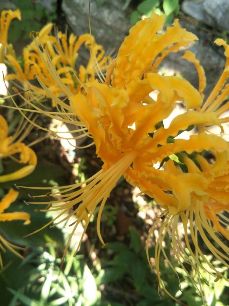 红花石蒜苗0.25元一颗野生红花，黄花石蒜苗出售