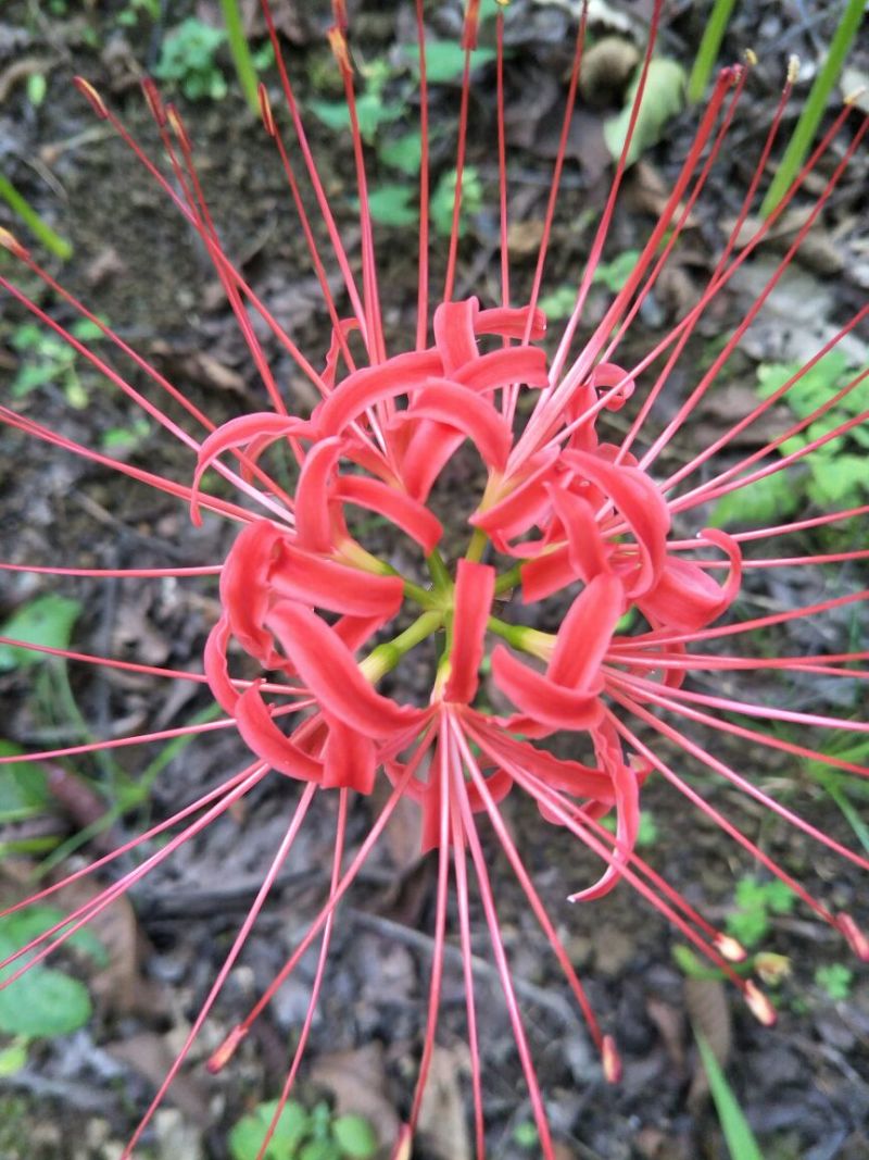 红花石蒜苗0.25元一颗野生红花，黄花石蒜苗出售