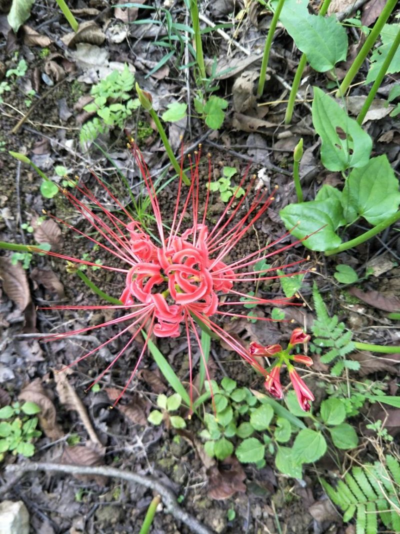 红花石蒜苗0.25元一颗野生红花，黄花石蒜苗出售