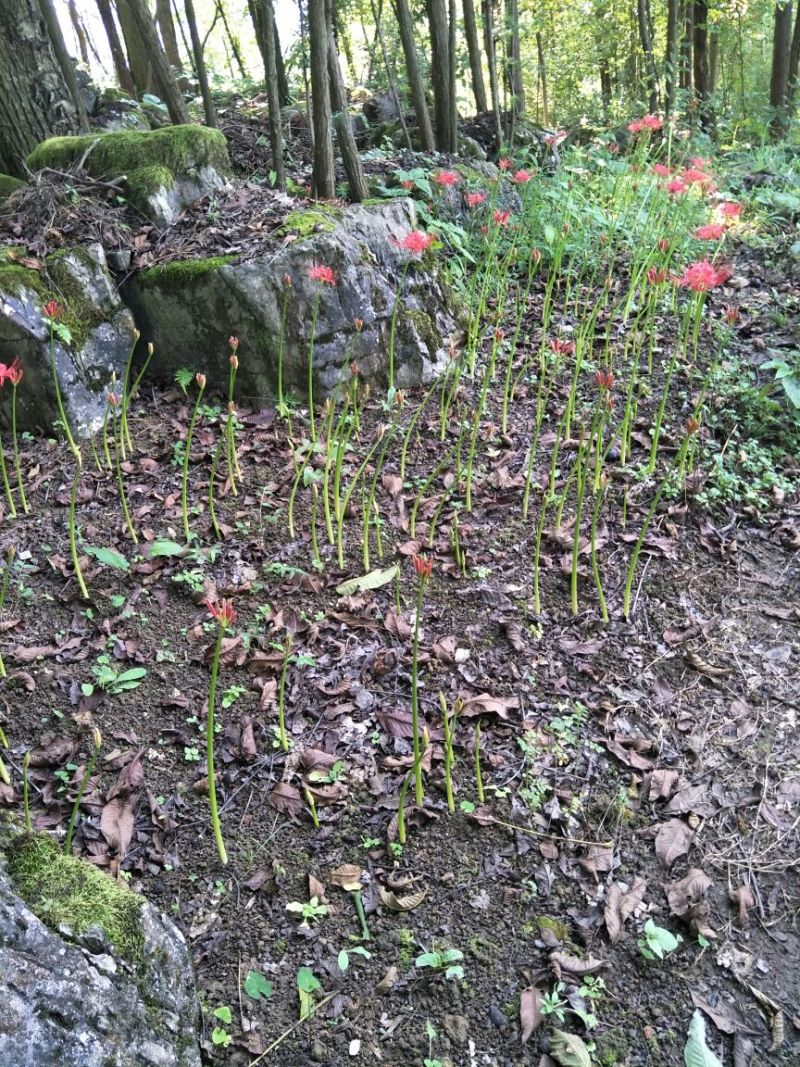 红花石蒜苗0.25元一颗野生红花，黄花石蒜苗出售