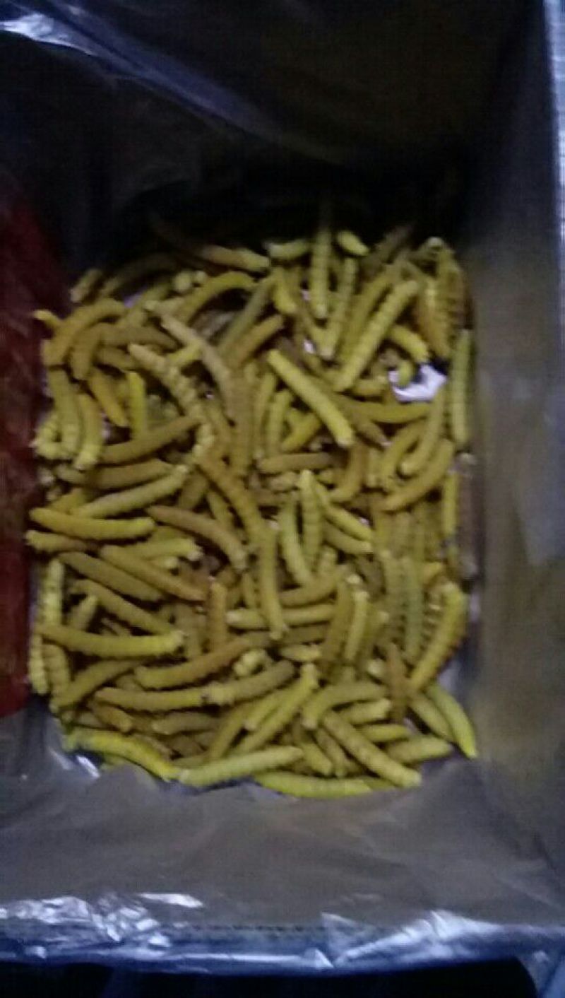 豆虫