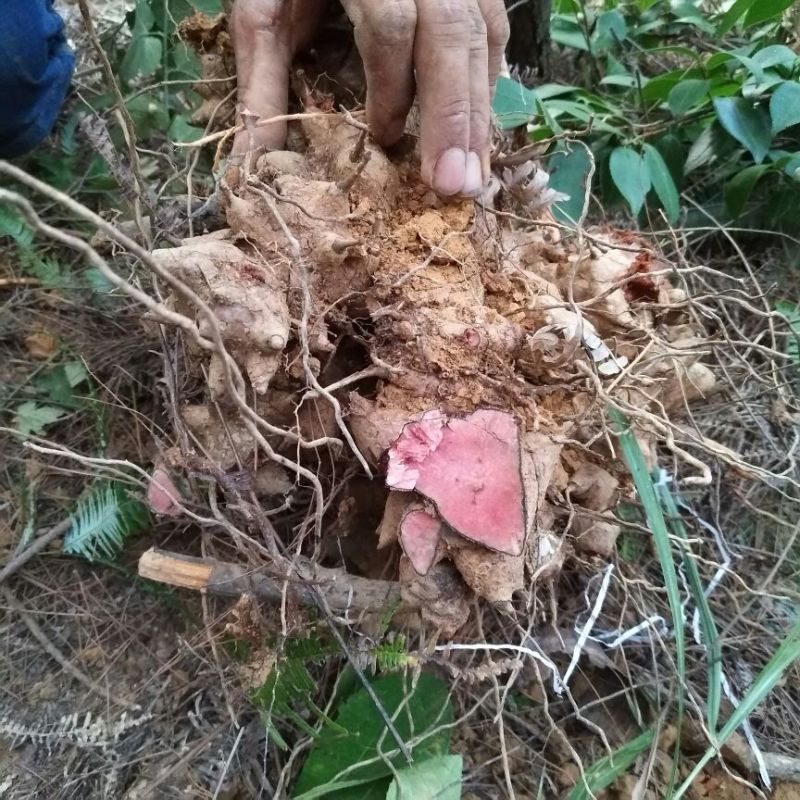 土茯苓(红)贵州野生药材统货