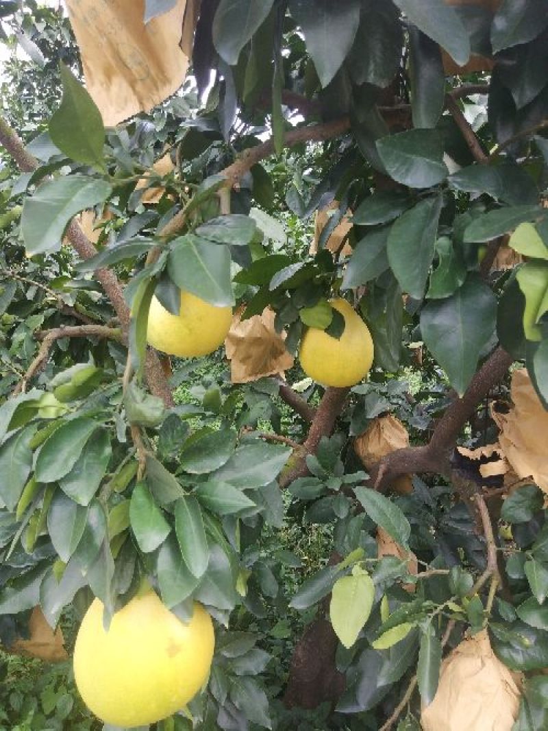 蜜柚