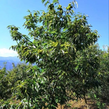 锥栗板栗精品锥栗