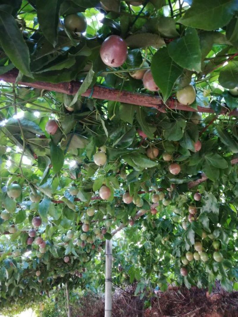 百香果