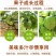 百香果