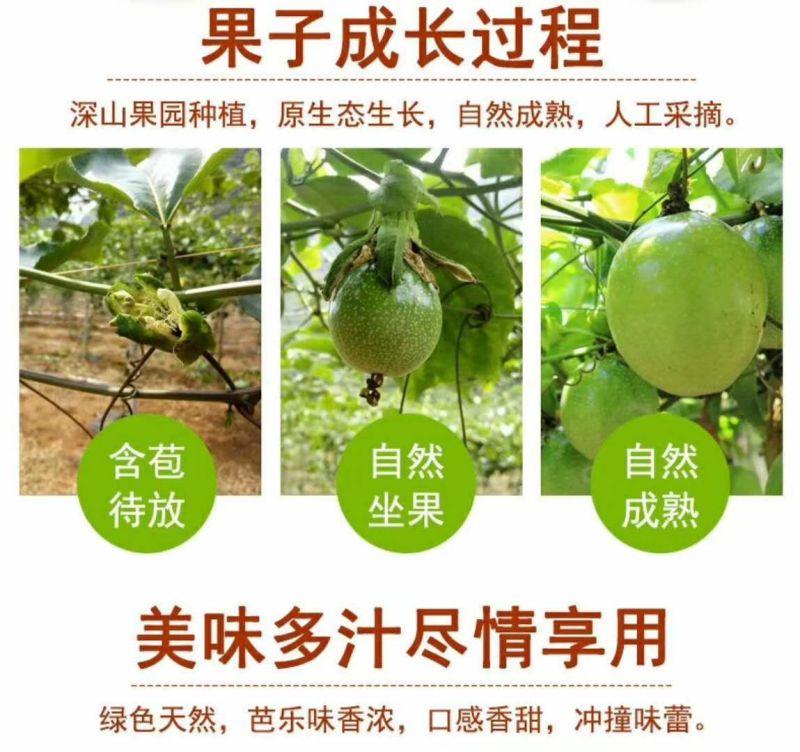 百香果