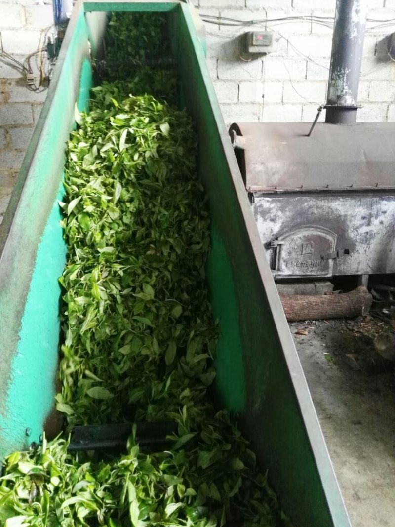 绿茶滇绿春茶特级翠茗一级银丝早春普洱茶