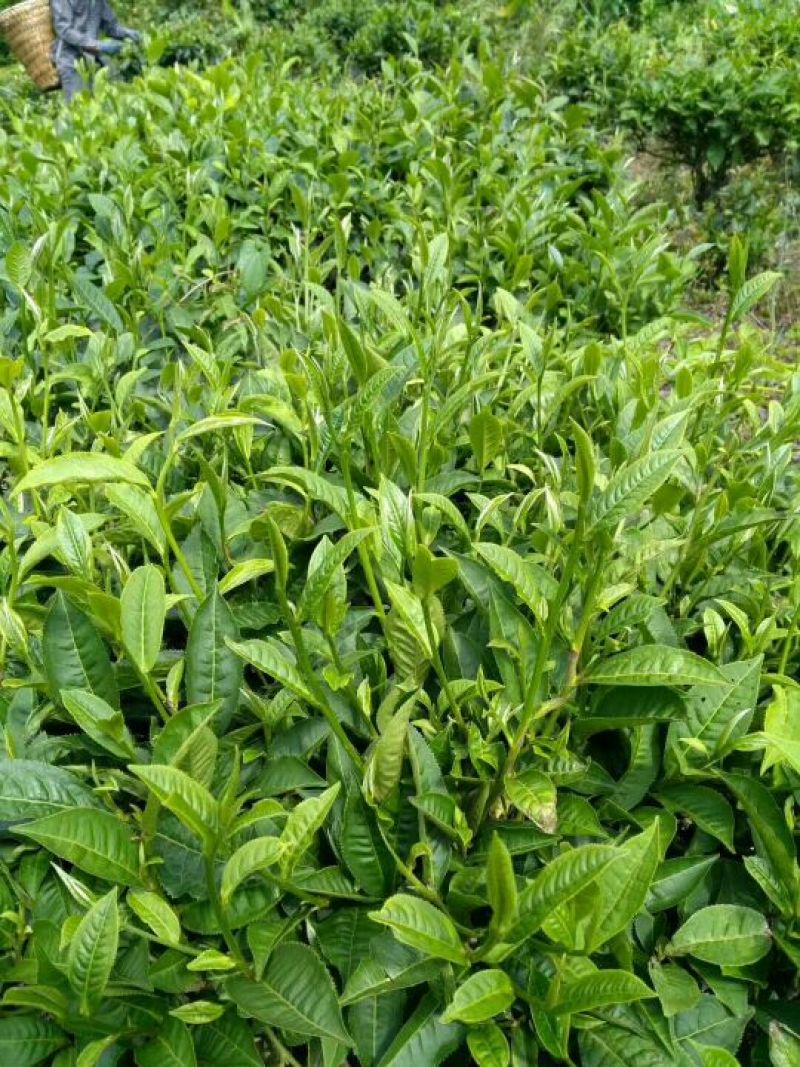 绿茶滇绿春茶特级翠茗一级银丝早春普洱茶