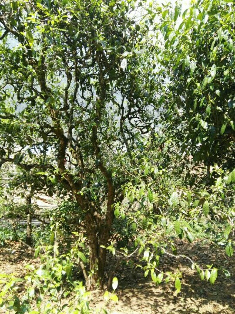 绿茶滇绿春茶特级翠茗一级银丝早春普洱茶