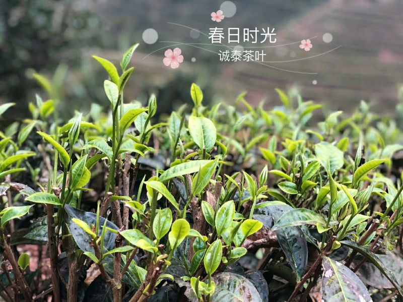 绿茶滇绿春茶特级翠茗一级银丝早春普洱茶