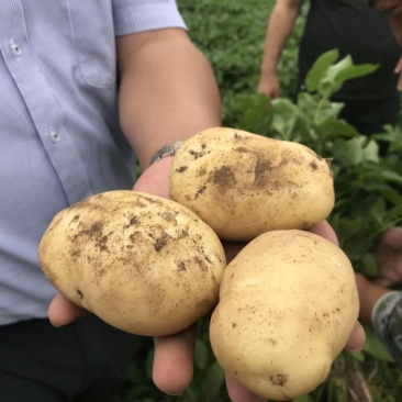 甘肃临洮土豆大量长年供应合作共赢诚信第一质量保证
