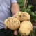 甘肃临洮土豆大量长年供应合作共赢诚信第一质量保证