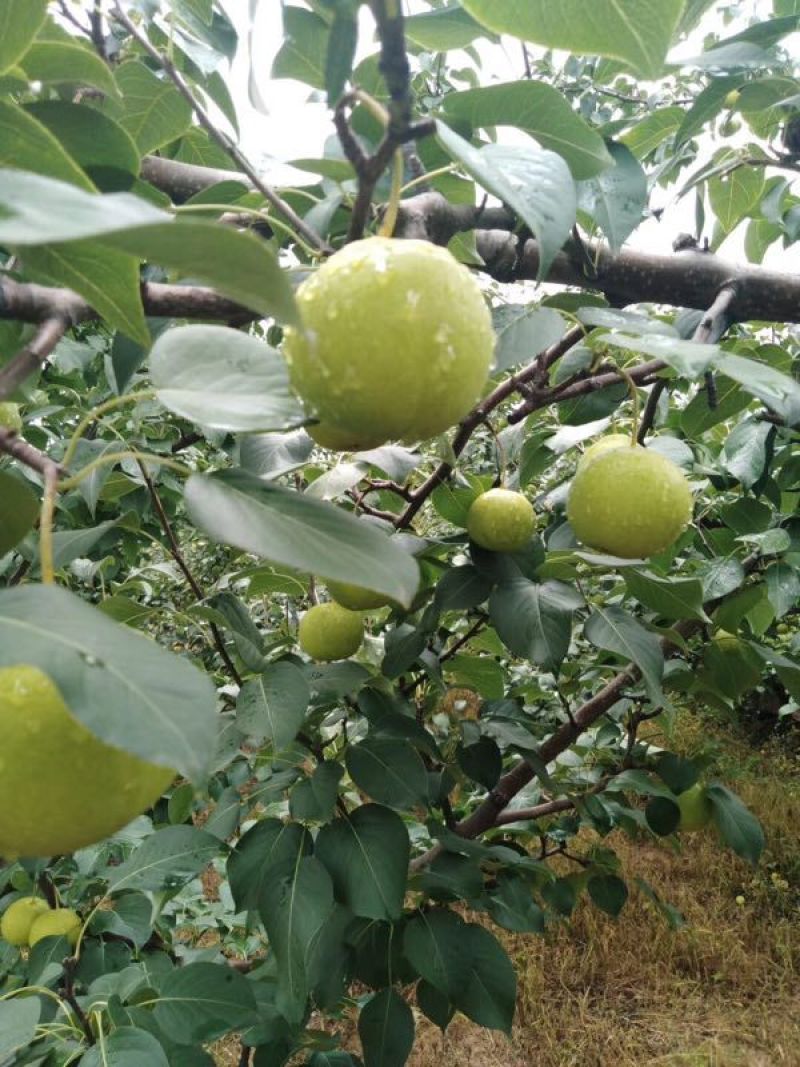 南果梨京白梨