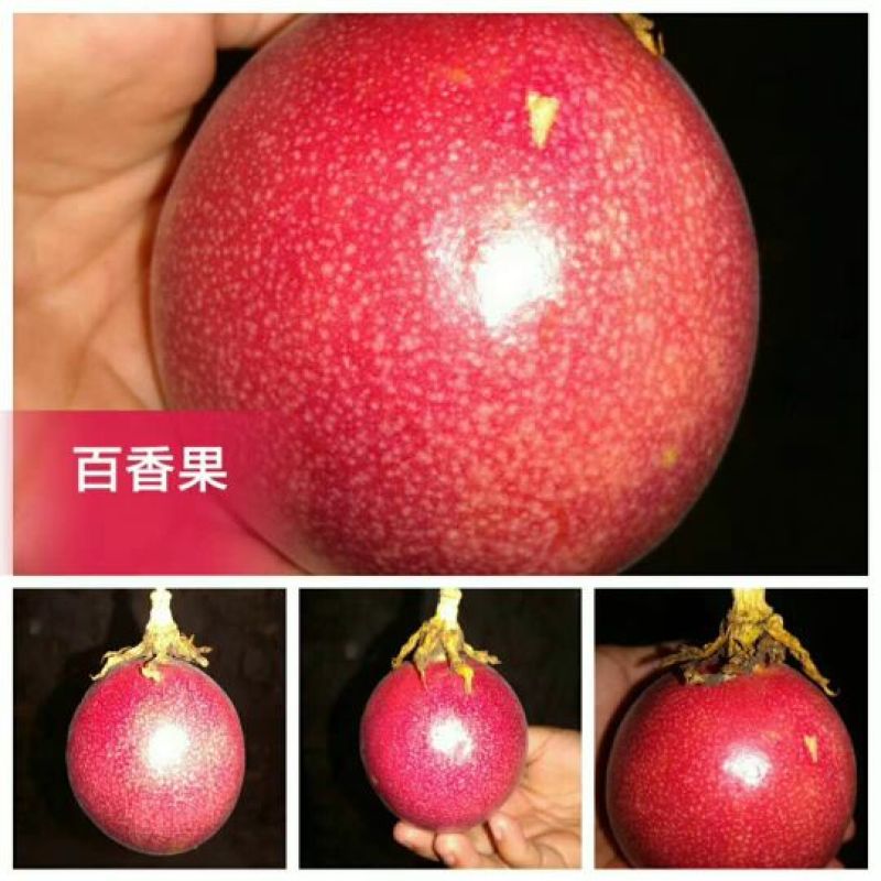 百香果