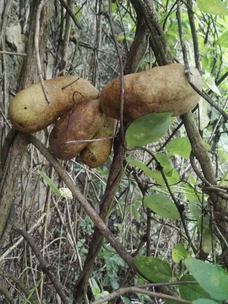 八月瓜
