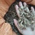 白芨野生，三叉全干