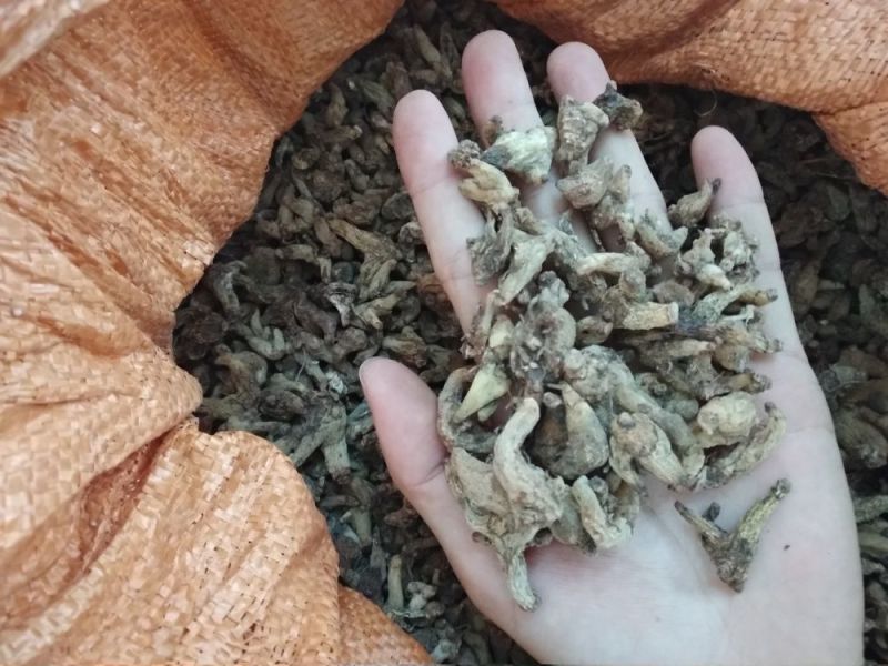 白芨野生，三叉全干