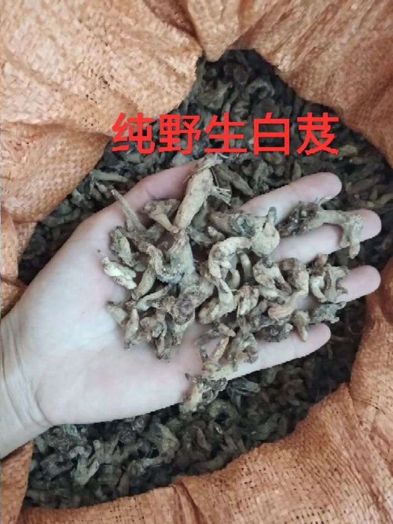 白芨野生，三叉全干