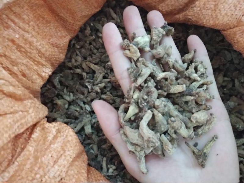 白芨野生，三叉全干