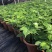 幸福树10cm以下
