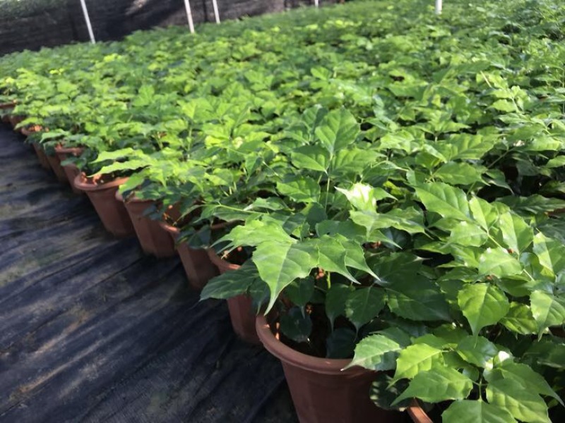 幸福树10cm以下