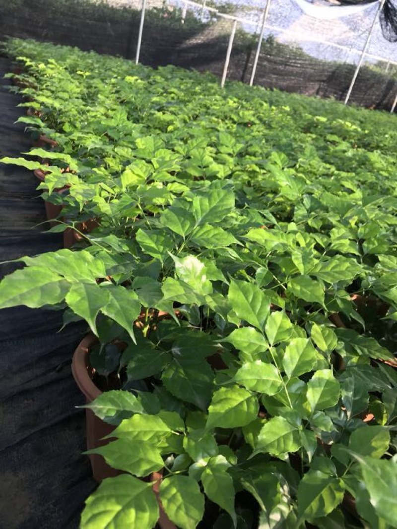 幸福树10cm以下