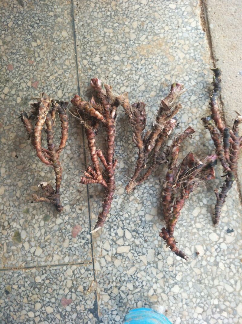 石菖蒲干货