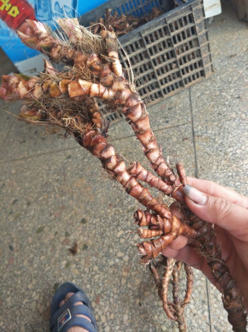 石菖蒲干货