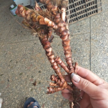 石菖蒲干货