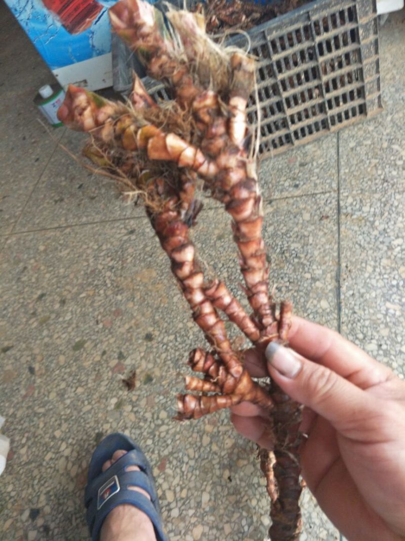 石菖蒲干货