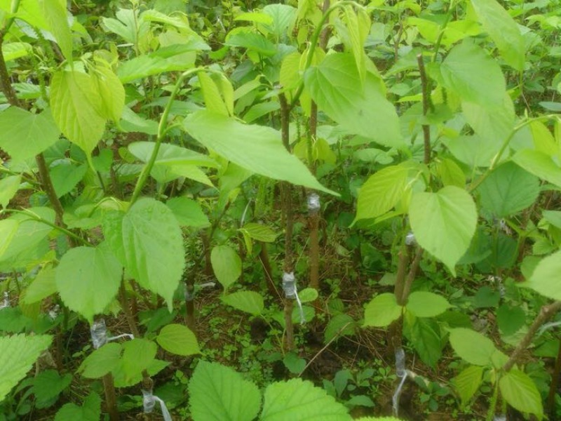 台湾四季长果桑树苗100~120cm当年结果