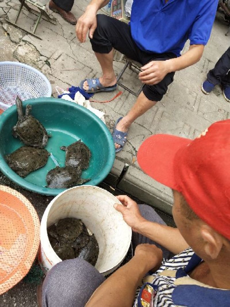 野生鳖