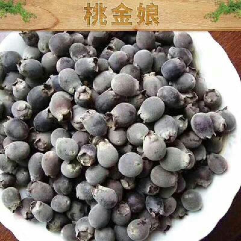 桃金娘杯苗（地苗）移栽大苗