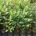 桃金娘杯苗（地苗）移栽大苗