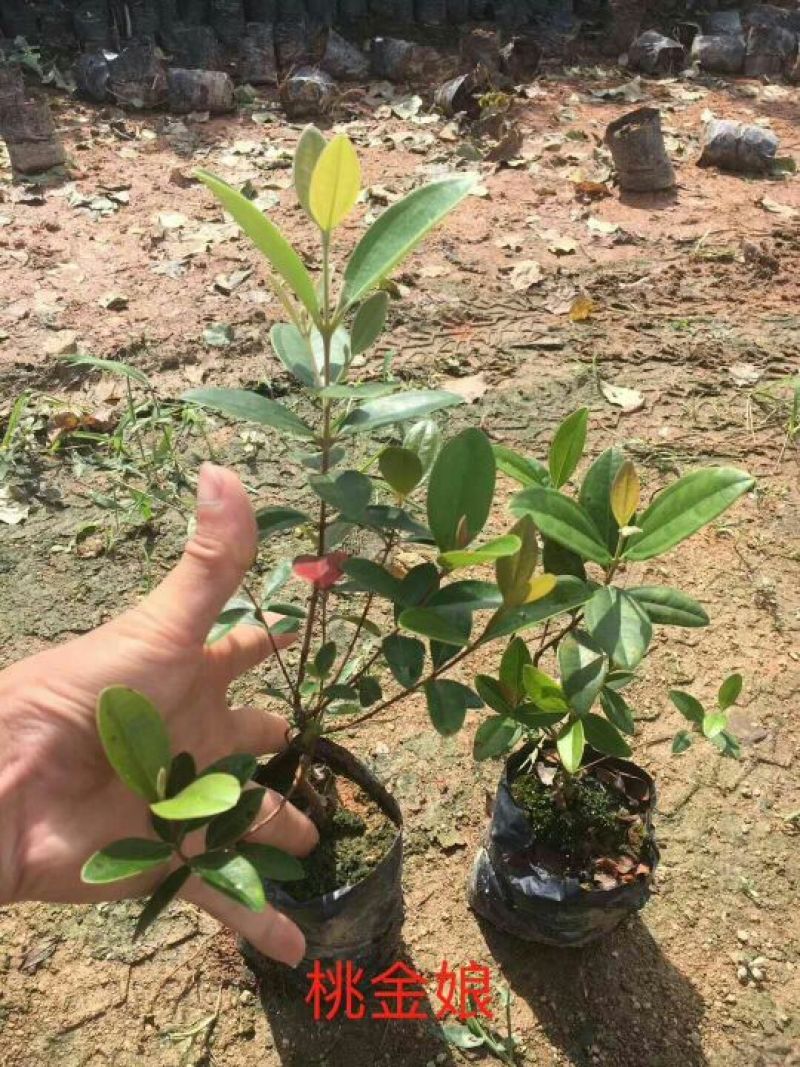 桃金娘杯苗（地苗）移栽大苗