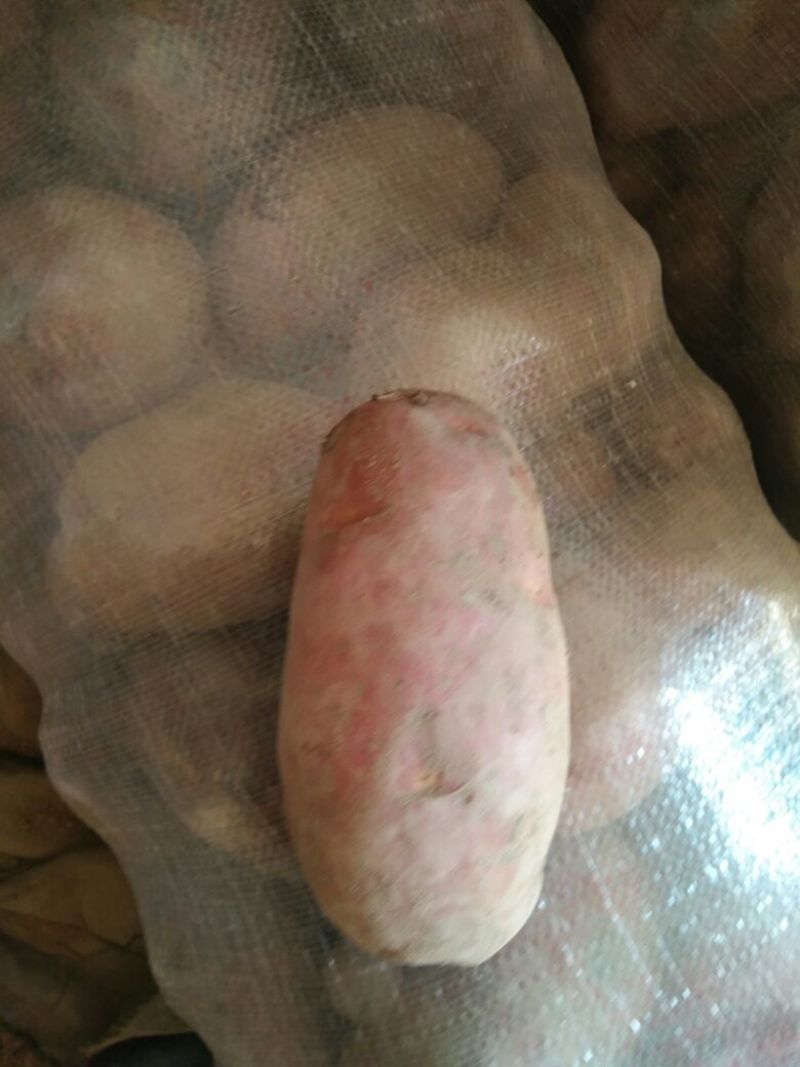 红皮土豆