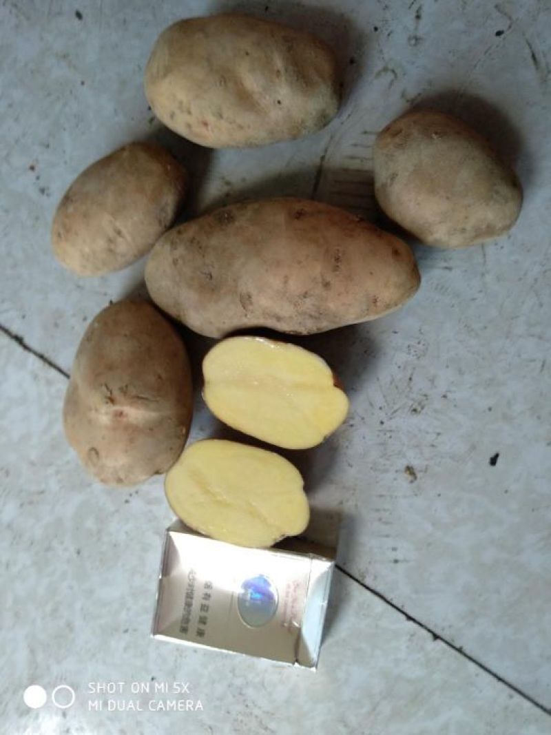 土豆